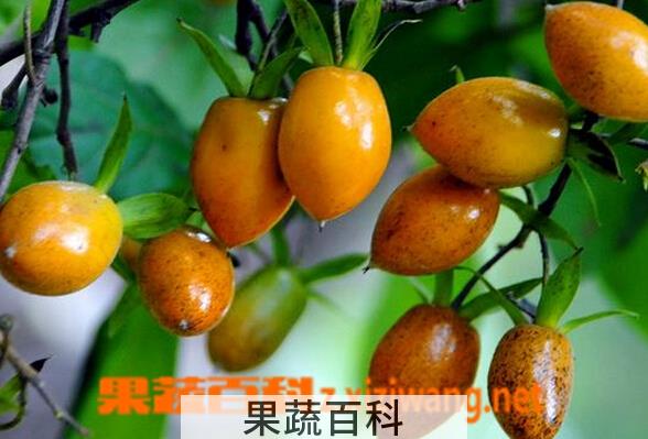 果蔬百科老鸦柿