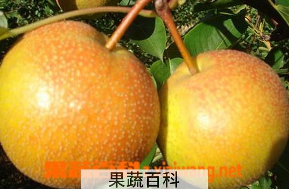 果蔬百科尖把梨