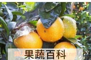 果蔬百科桶柑