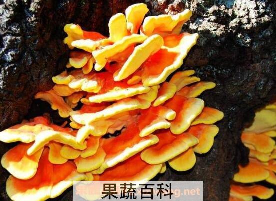 树蘑菇