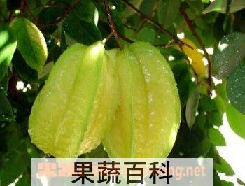 果蔬百科杨桃