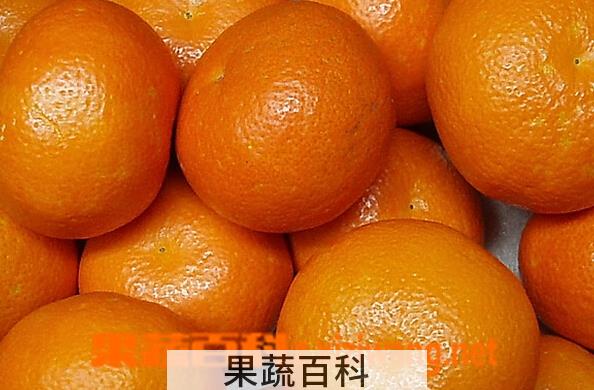 果蔬百科伊予柑