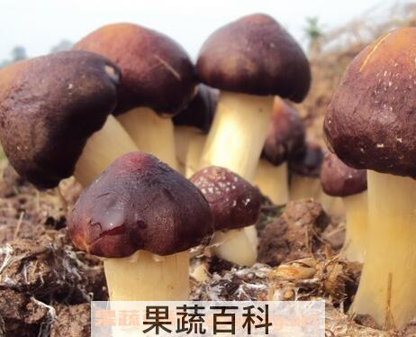 球盖菇