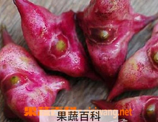 果蔬百科绍兴菱