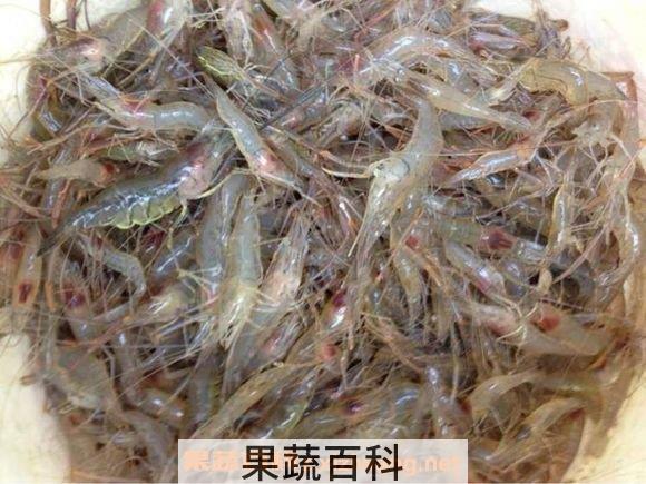 淡水虾