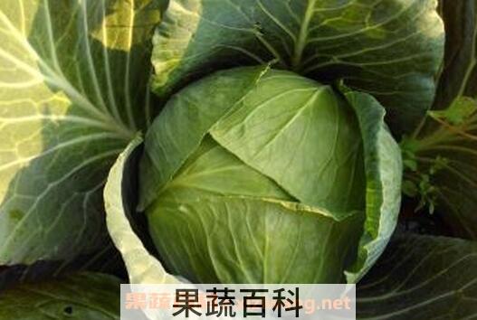 包菜的营养价值与功效