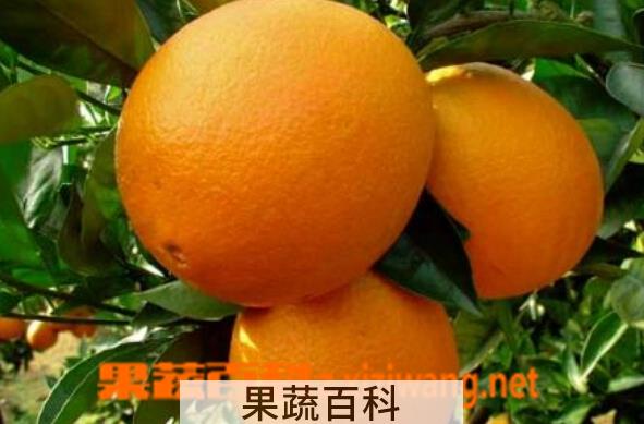 果蔬百科宜昌橙