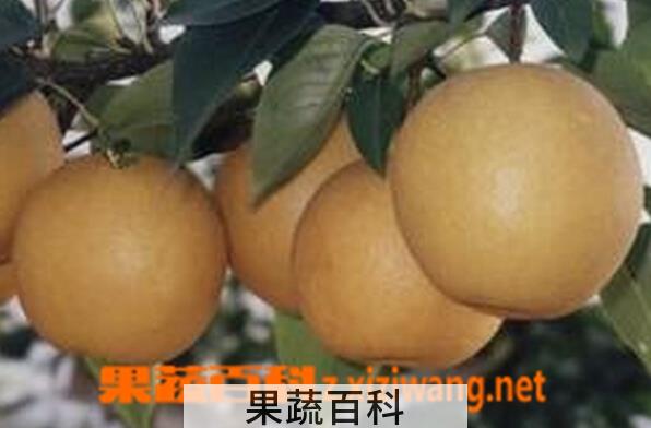 果蔬百科山阴梨