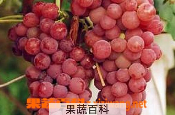 果蔬百科早玛瑙