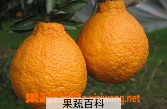 果蔬百科三宝柑