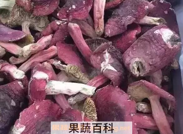 野生红菇