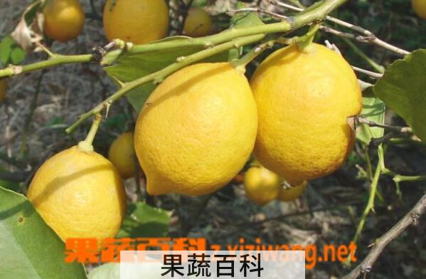果蔬百科香柠檬