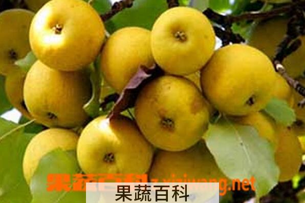 果蔬百科软儿梨