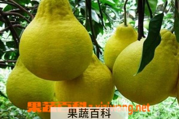 果蔬百科晚白柚