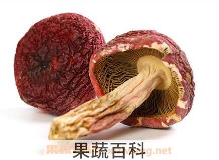 红菇