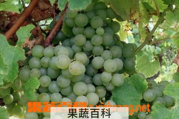 果蔬百科赛美蓉