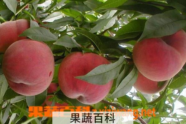 果蔬百科秋蜜桃