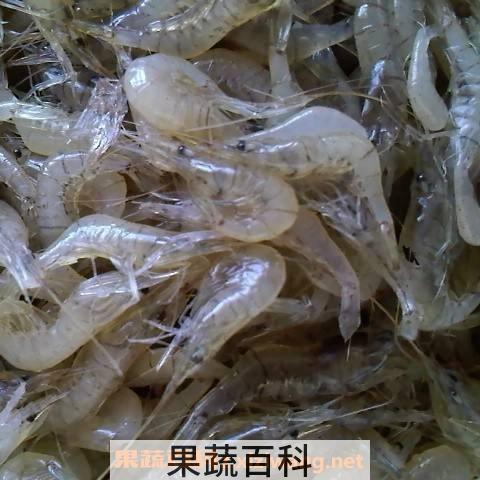 淡水小虾