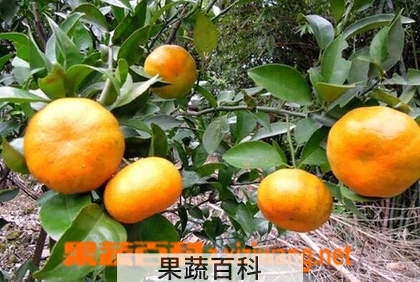 果蔬百科茂谷柑