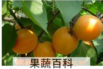 果蔬百科砂梨