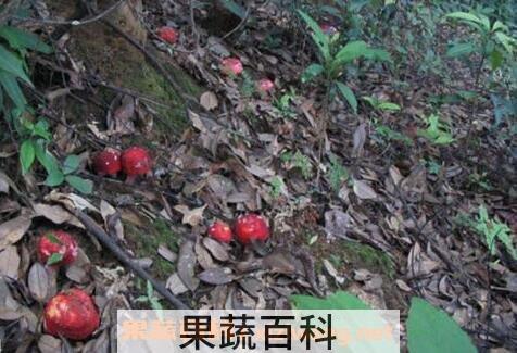 武夷山正红菇