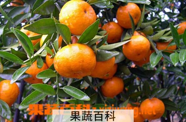 果蔬百科马水桔