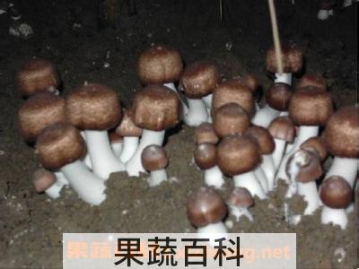 武夷山长寿菇