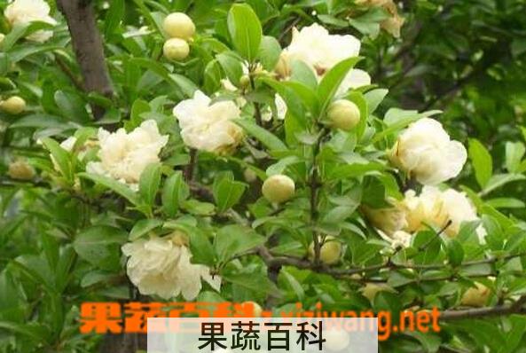 果蔬百科白石榴的功效