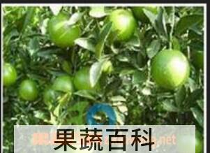果蔬百科柠檬