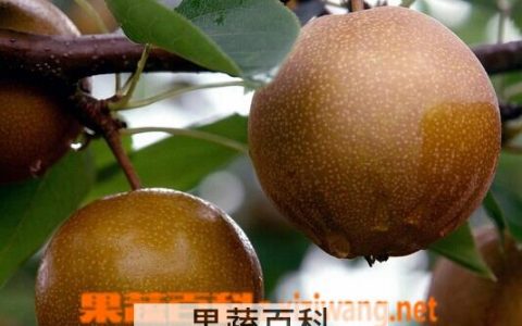 金珠果沙梨的功效与作用 沙梨的功效与作用及食用方法