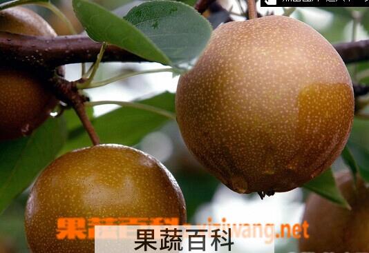 果蔬百科沙梨