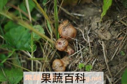 松树蘑菇