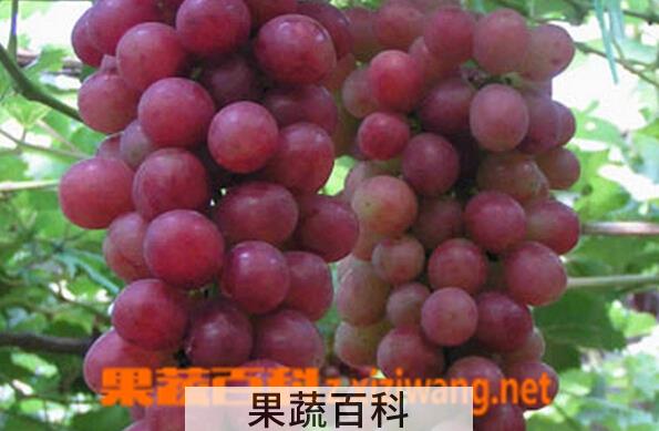 果蔬百科京秀葡萄