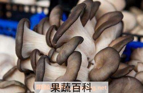 凤尾菇的功效与作用
