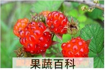果蔬百科山莓