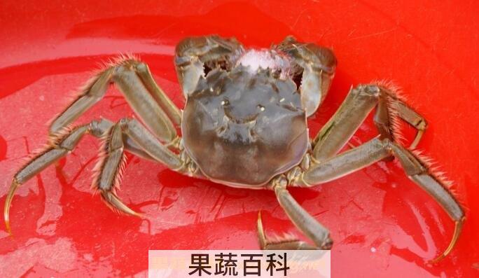 毛蟹