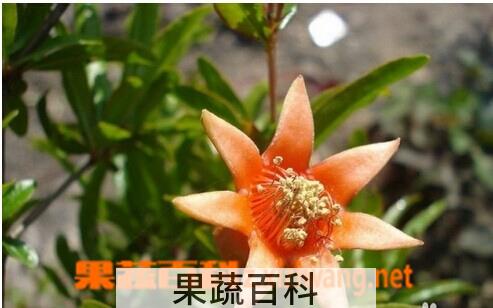 果蔬百科石榴花
