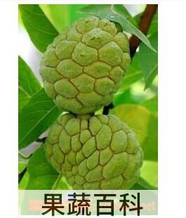 果蔬百科佛头果