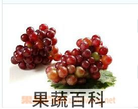果蔬百科草龙珠