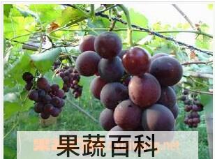 果蔬百科超康美