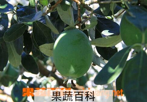果蔬百科费约果