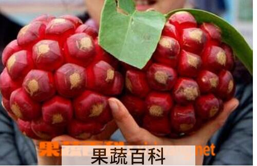 果蔬百科福星果