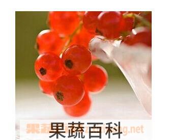 果蔬百科红加仑