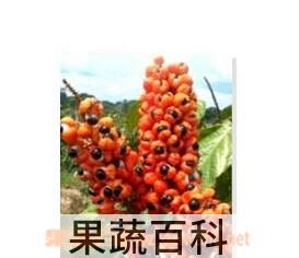 果蔬百科瓜拿纳