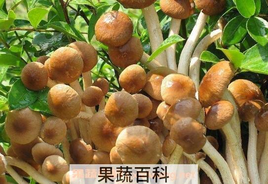 野生茶树菇