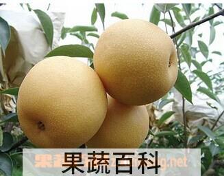 果蔬百科高接梨