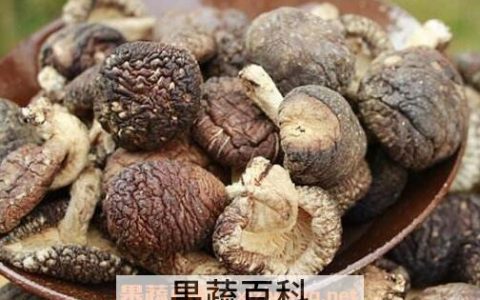 椴木香菇好吗 椴木香菇的营养价值及功效与作用