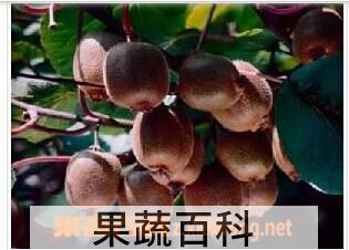 果蔬百科华美二号