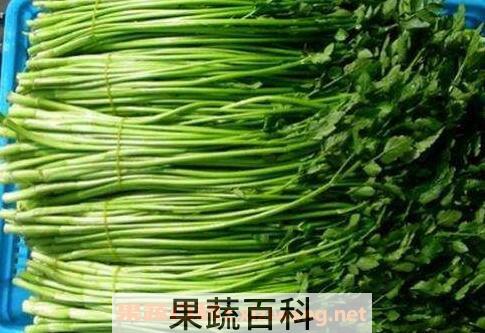 水芹菜有毒吗 