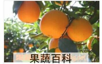 果蔬百科华红脐橙